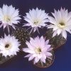 Echinopsis